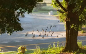 Blog/Geese.jpg