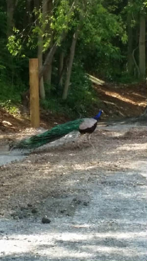 Blog/Singlepeacock.jpg