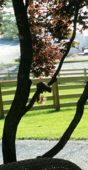 Blog/Squirrel.jpg