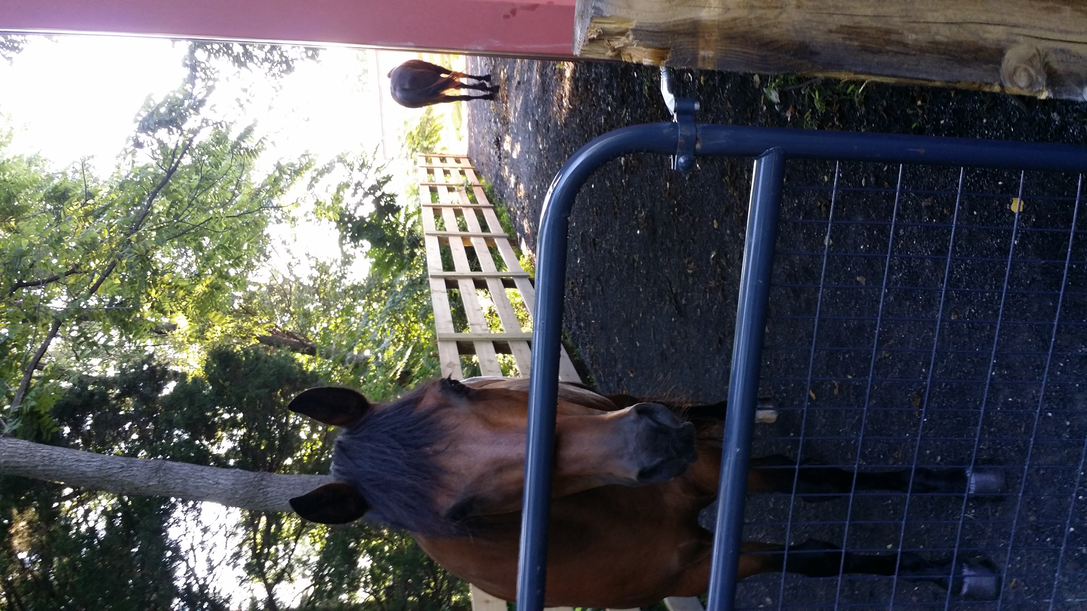 Blog/Horsesatfence.jpg