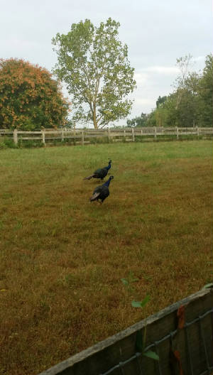boarding/Peacocks.jpg