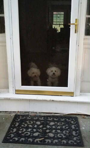 boarding/Pupsfrontdoor.jpg