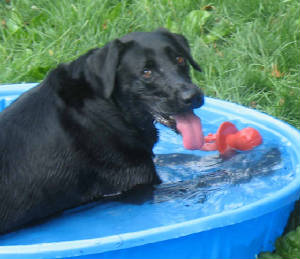 boarding/holshotinthepool.jpg