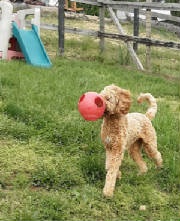 webassets/ball.jpg